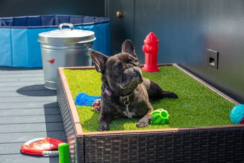 Creating a Pet-Friendly Home: Chic & Safe Havens for Fur Babies