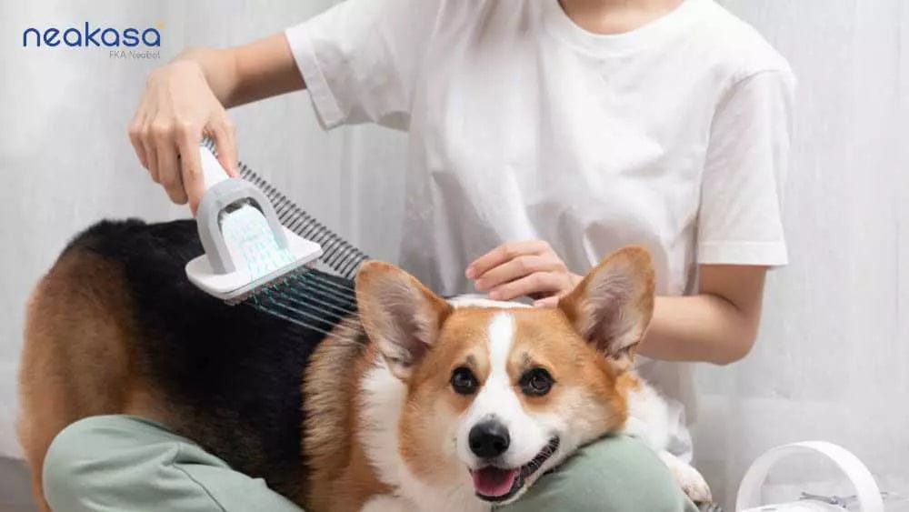 Must-Have Pet Grooming Tools