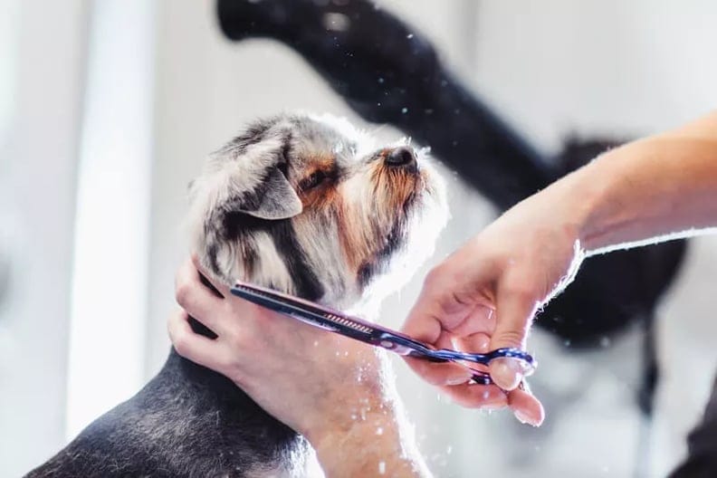 Pet Grooming for Beginners