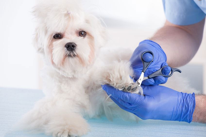 Pet Grooming Safety Precautions