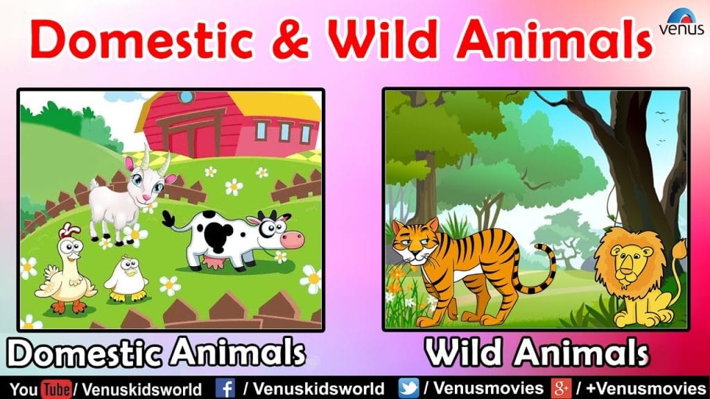 What is the Difference between Pet Animals And Wild Animals