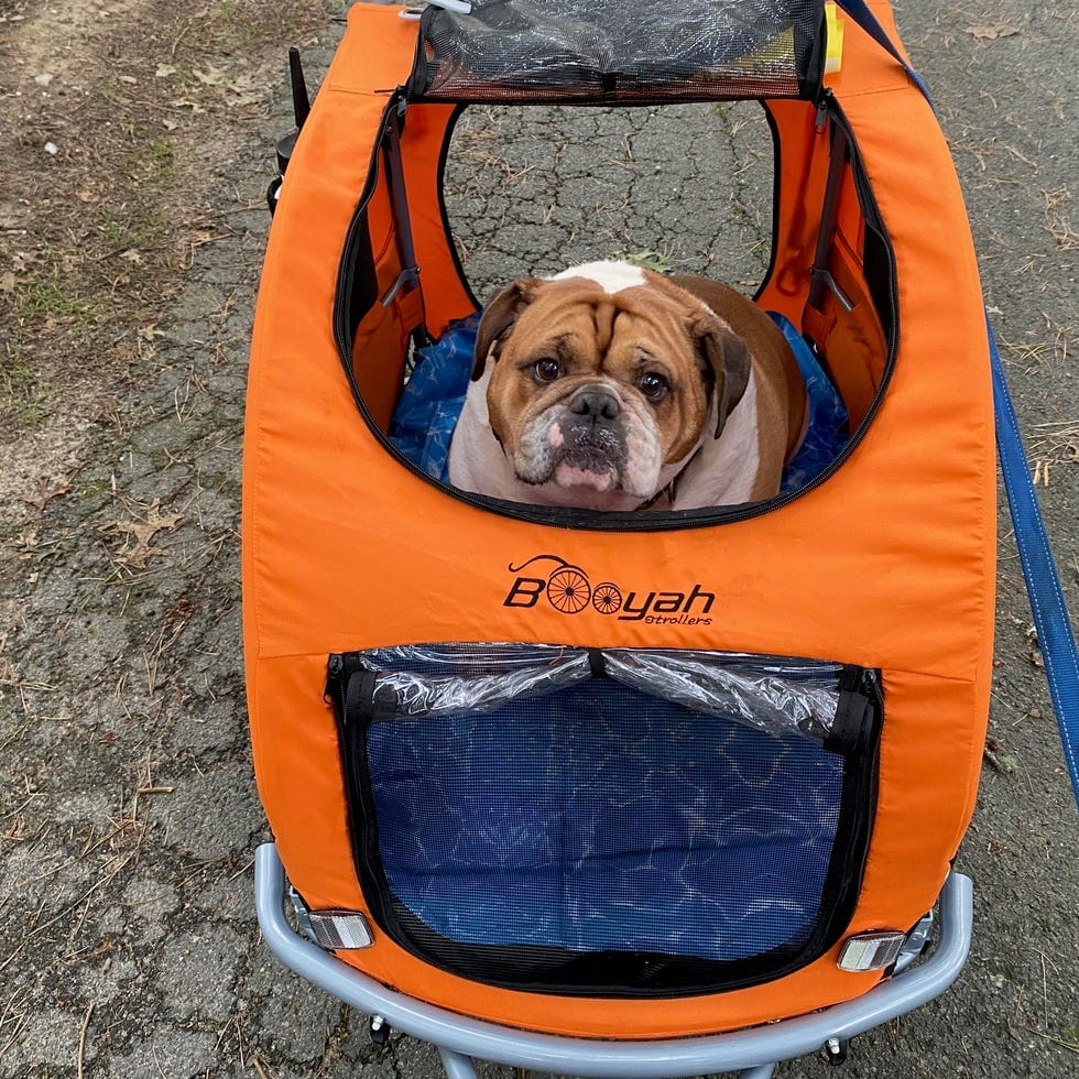 Pet Strollers: Ultimate Guide for Happy Pets